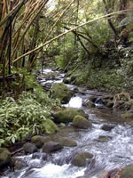 stream at Akaka Falls